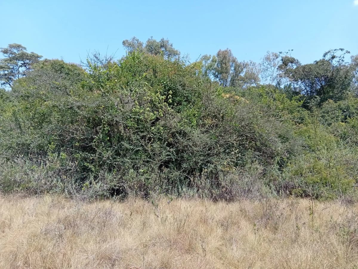 Land For Sale in Karen