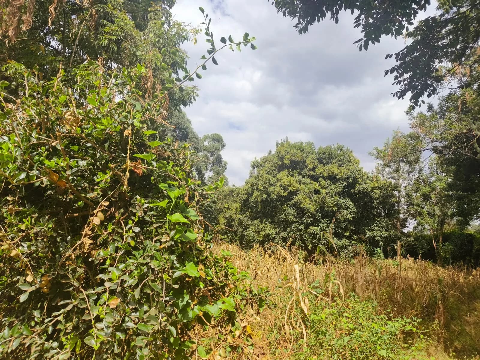 Residential Plot for sale in Kitisuru, Westlands_10