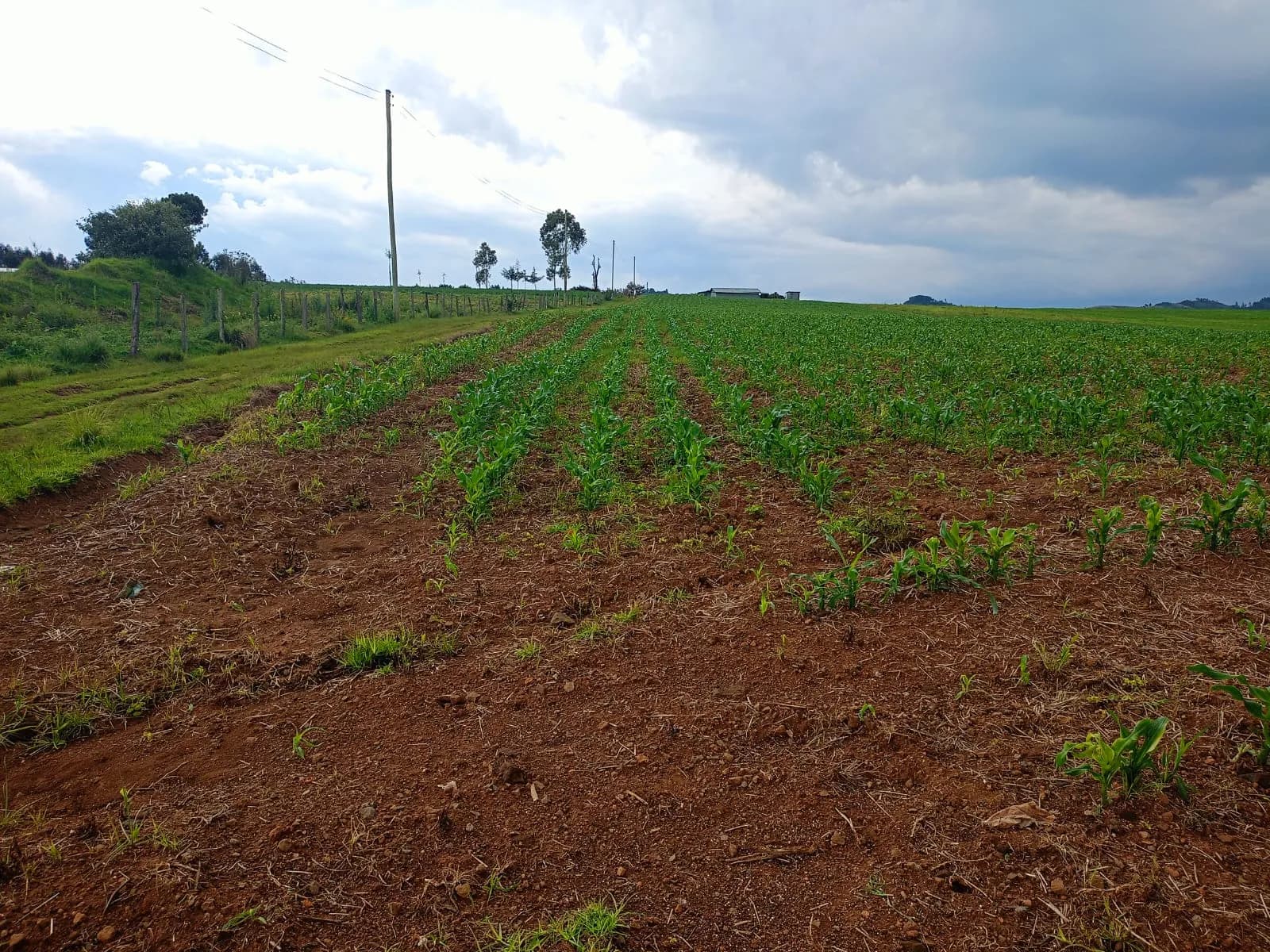 Agricultural Land For Sale in Ol Kalou, Nyandarua_2