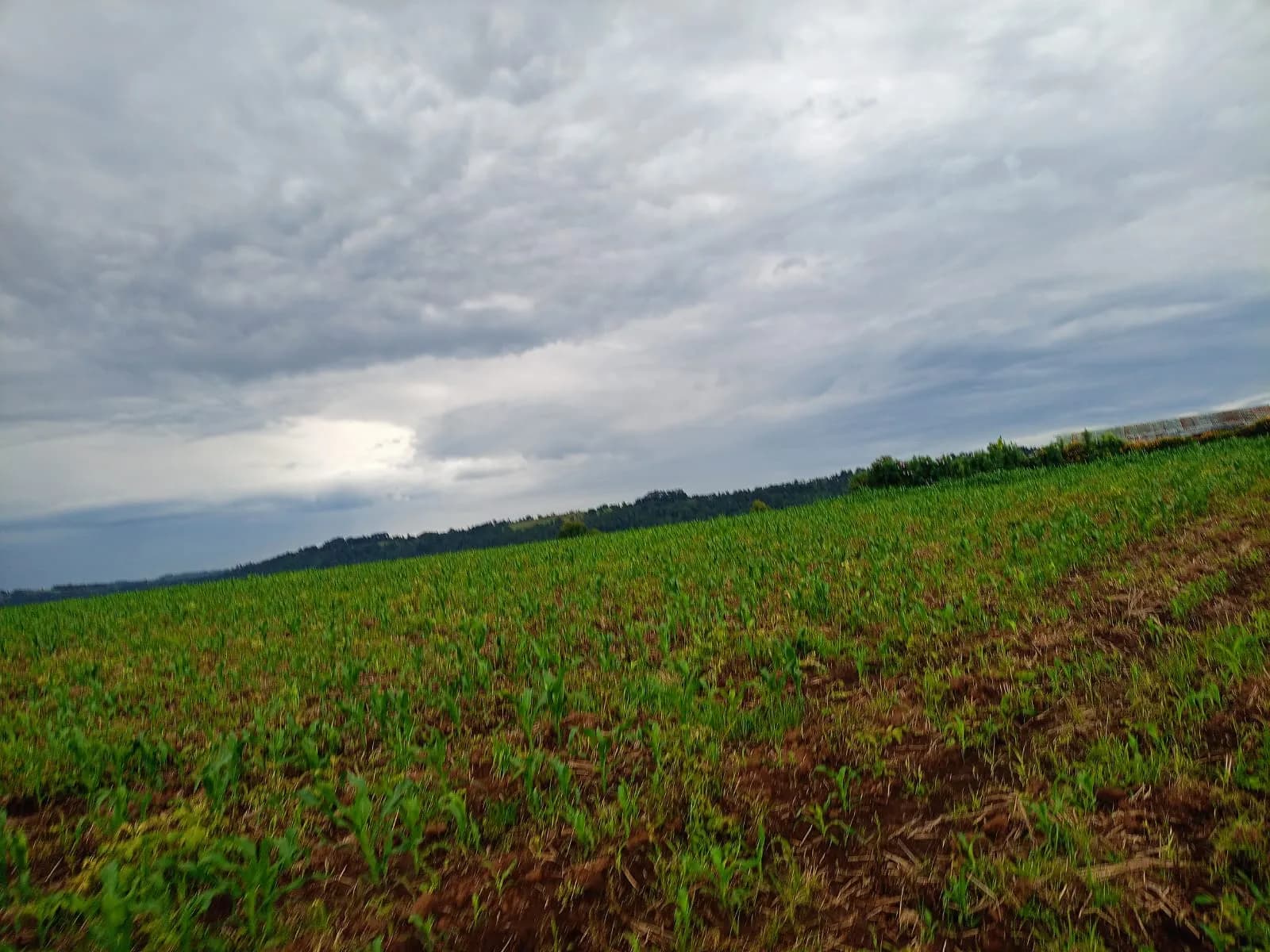 Agricultural Land For Sale in Ol Kalou, Nyandarua_3