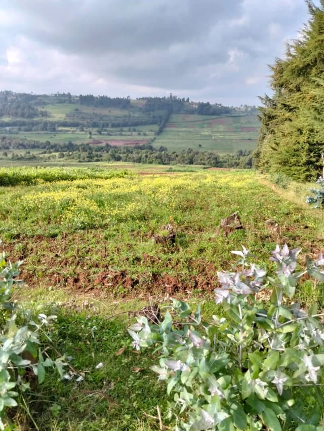 Agricultural Land For Sale in Ol Kalou area, Nyandarua_1