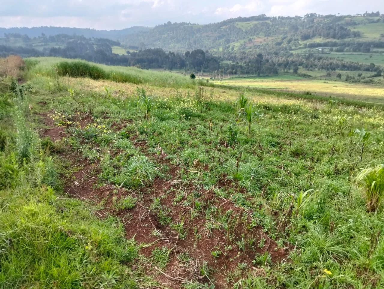 Agricultural Land For Sale in Ol Kalou area, Nyandarua_2