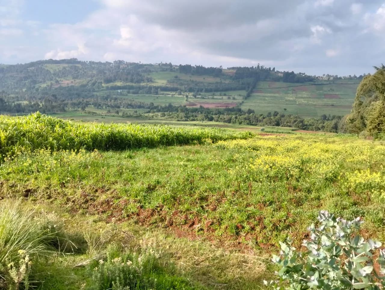 Agricultural Land For Sale in Ol Kalou area, Nyandarua_5
