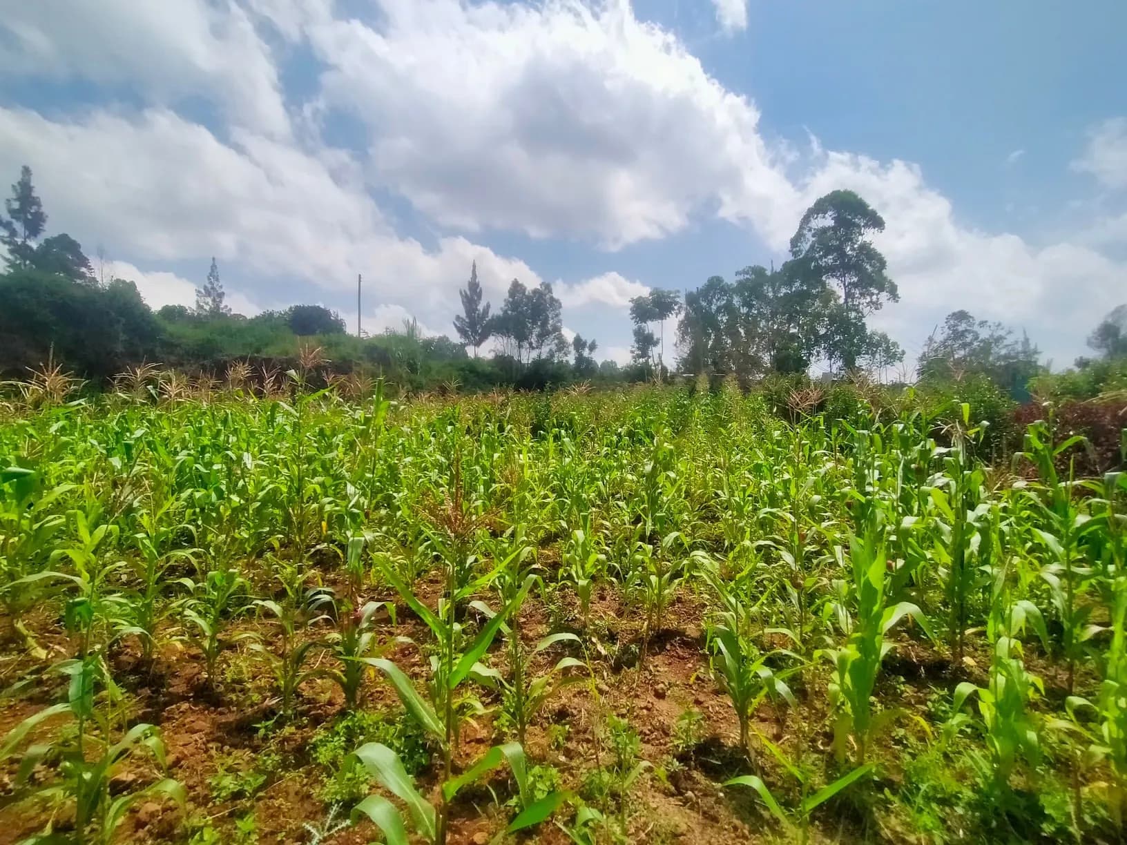 Kerarapon Drive – Most Affordable ⅛ Acre Plot For Sale_2