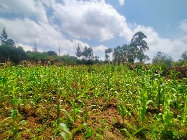 Kerarapon Drive – Most Affordable ⅛ Acre Plot For Sale_2
