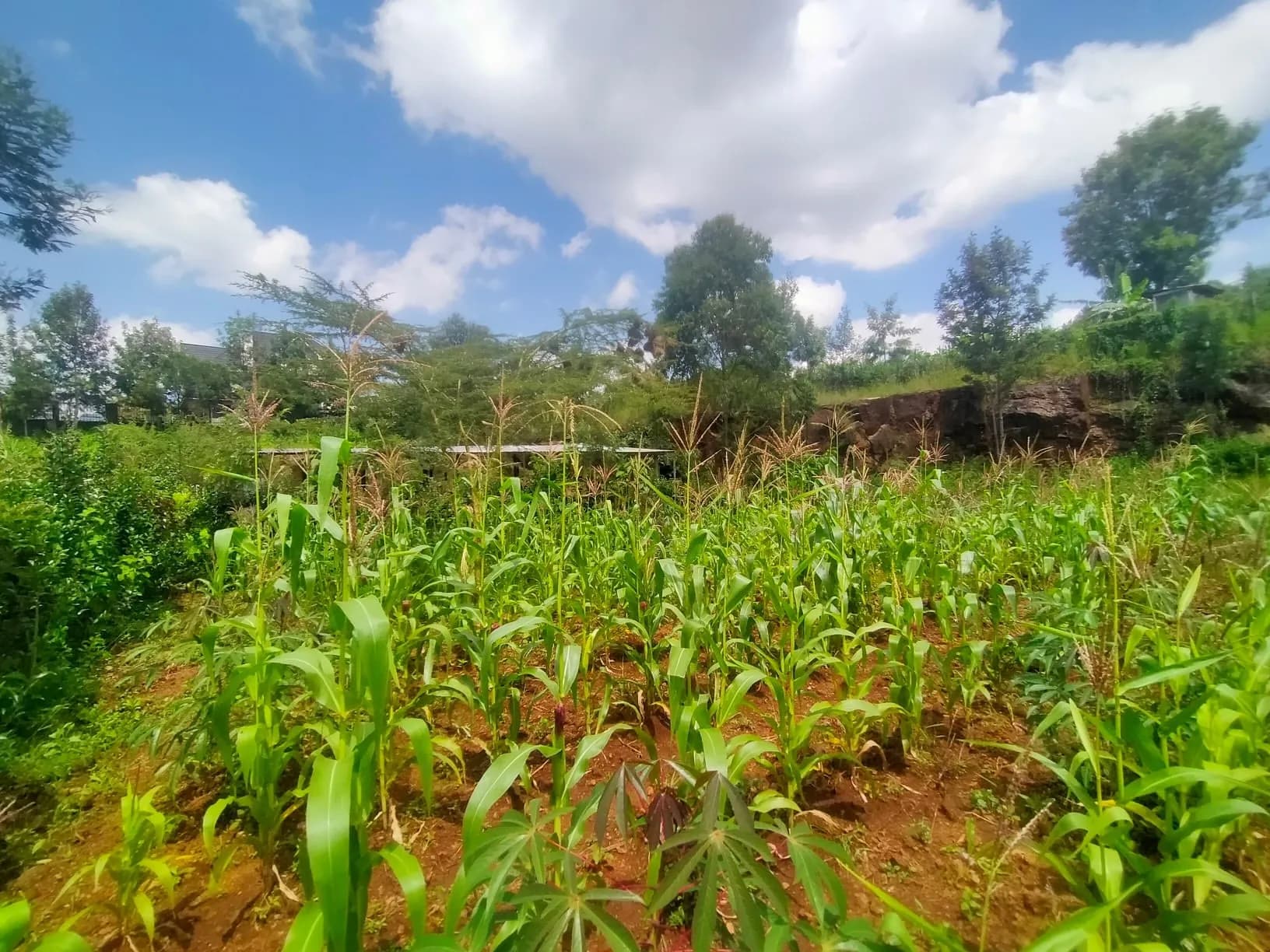 Kerarapon Drive – Most Affordable ⅛ Acre Plot For Sale_3