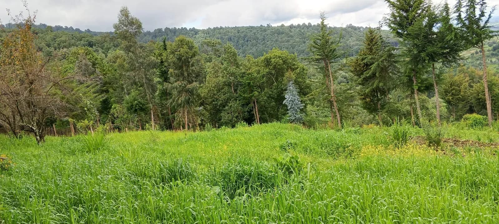 Land For Sale in Ol Kalou, Nyandarau_0