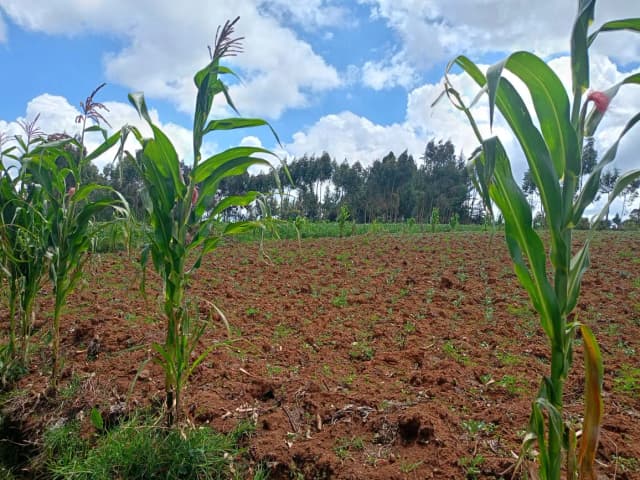 Mixed Use Land For Sale Karangatha, South Kinangop_0