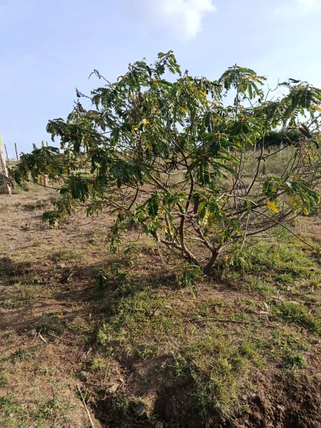 Investment Land for sale in Juja Farm, Juja_2