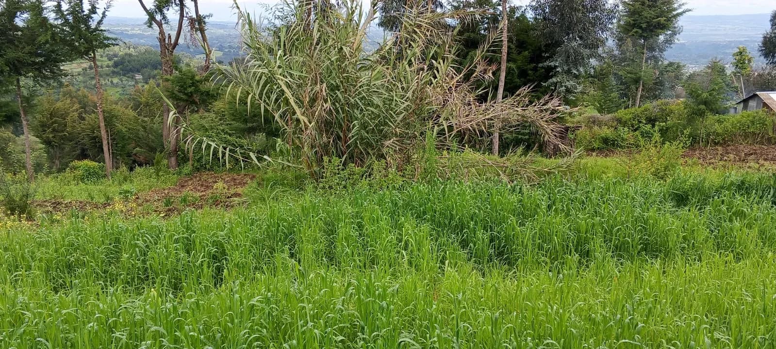 Land For Sale in Ol Kalou, Nyandarau_3