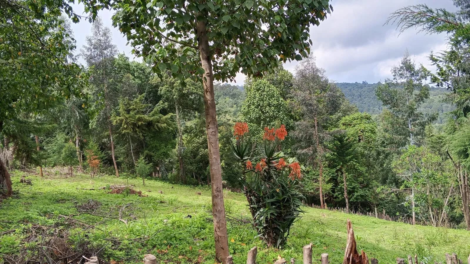 Land For Sale in Ol Kalou, Nyandarau_6
