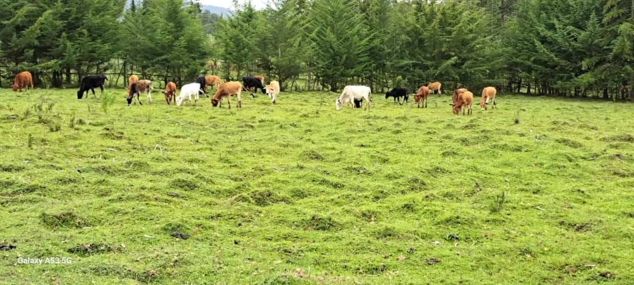 Land For Sale in Mawingo Rurii, Nyandarua_9
