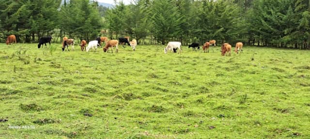 Land For Sale in Mawingo Rurii, Nyandarua_9