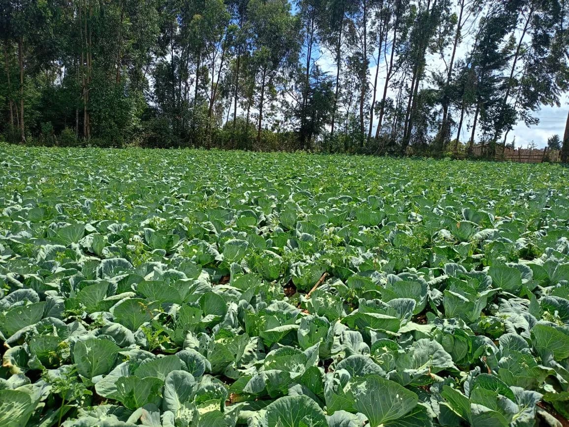 Mixed Use Land For Sale Karangatha, South Kinangop_1